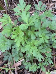 Trachymene composita