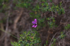 Elythranthera brunonis