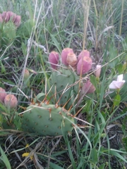 Opuntia
