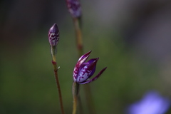 Elythranthera brunonis