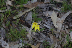 Caladenia flava flava