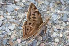 Corades anfortas