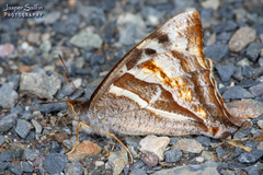 Corades anfortas