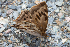 Corades anfortas
