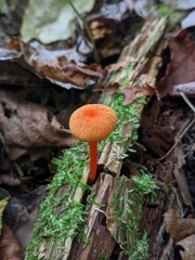 Hygrocybe