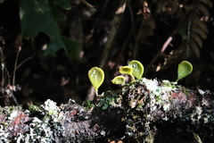 Pyrrosia eleagnifolia