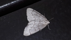 Nepytia pellucidaria