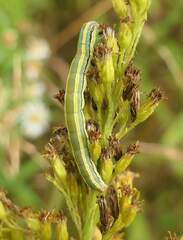 Trichordestra legitima