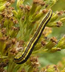 Trichordestra legitima