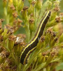 Trichordestra legitima
