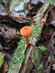 Hygrocybe