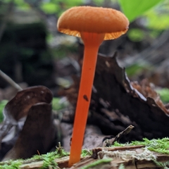 Hygrocybe