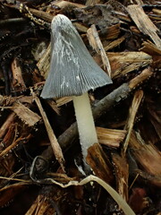 Coprinopsis lagopus