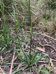 Arthropodium strictum