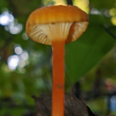 Hygrocybe