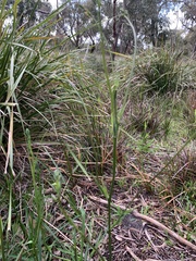 Arthropodium strictum