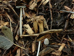 Coprinopsis lagopus