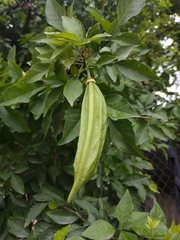 Parmentiera aculeata