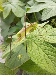 Phaneroptera nigroantennata