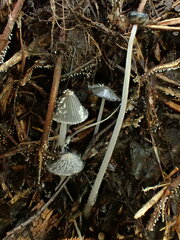Coprinopsis lagopus