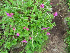 Rhododendron camtschaticum