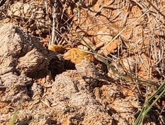 Crotaphytus collaris