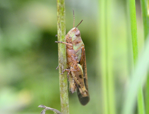 Broad Green-winged Grasshopper