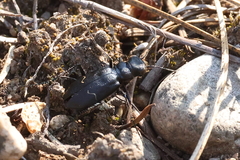 Cicindela longilabris