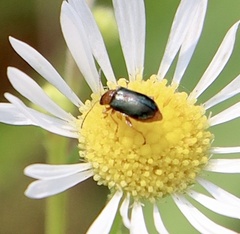 Gastrophysa polygoni