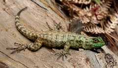 Sceloporus schmidti