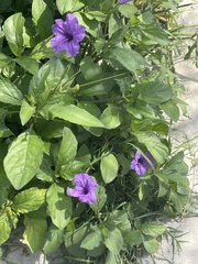 Ruellia simplex