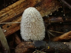 Coprinopsis lagopus