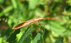 Protenor belfragei