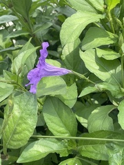 Ruellia simplex