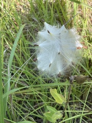 Asclepias