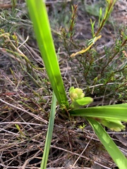 Burchardia umbellata