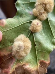 Callirhytis infuscata