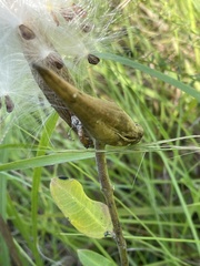 Asclepias
