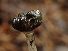 Coprinopsis lagopus
