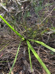 Burchardia umbellata