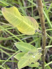 Asclepias