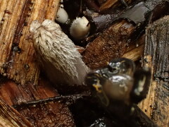 Coprinopsis lagopus