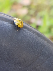 Harmonia testudinaria