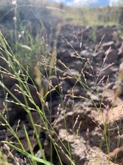 Panicum hirticaule