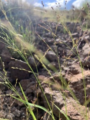 Panicum hirticaule