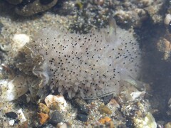 Acanthodoris rhodoceras