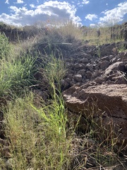 Panicum hirticaule
