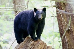 Ursus americanus