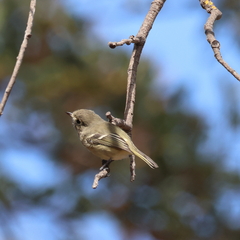 Vireo huttoni