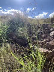 Panicum hirticaule